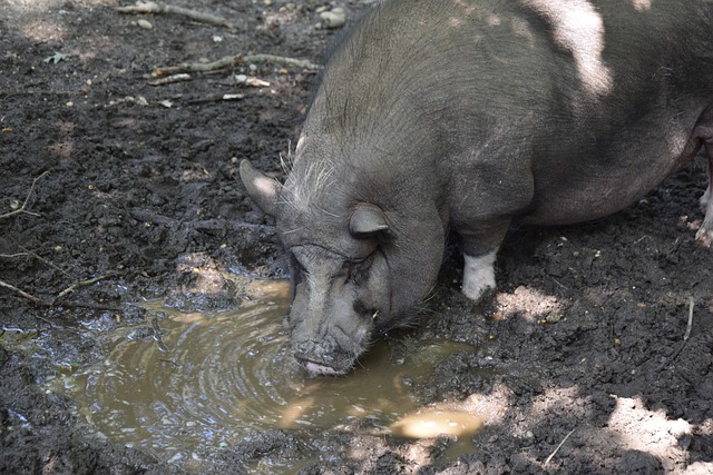 主优化词-湖北队力挫强敌赢得信心